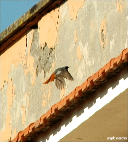 Codirosso spazzacamino (Phoenicurus ochruros).